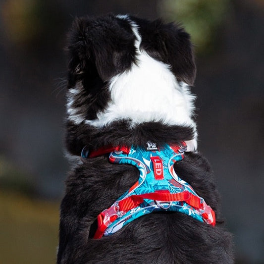 Pet Explosion-proof Dog Harness