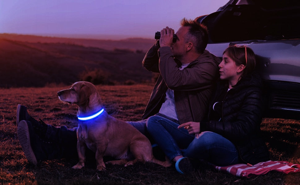 LED Dog Collar Luminous Pet Supplies Dog Collar